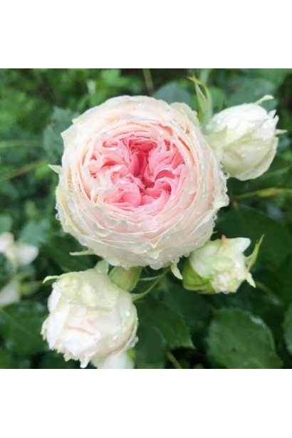 Роза Pompon Flower Circus – пионообразные кремовые бутоны с розовой серединкой